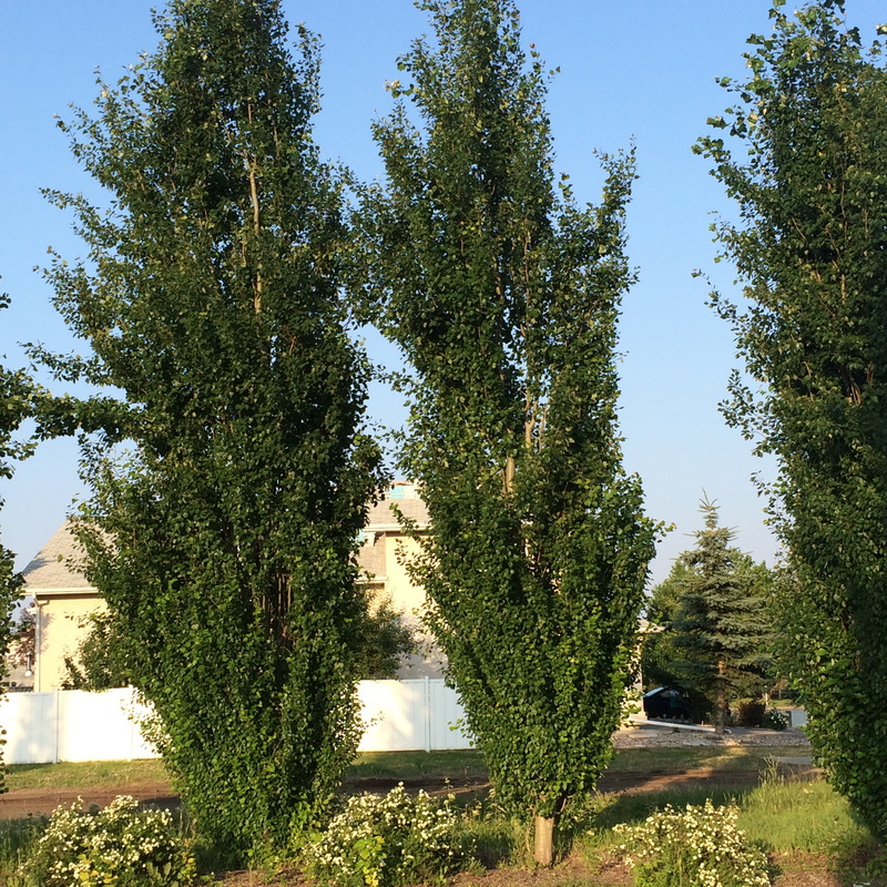 Fast Growing Slim Trees