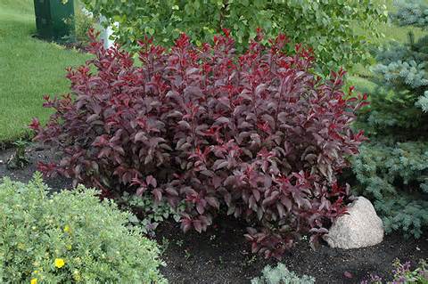 Shrubs Botanical A Through P, Small Red Bushes For Landscaping